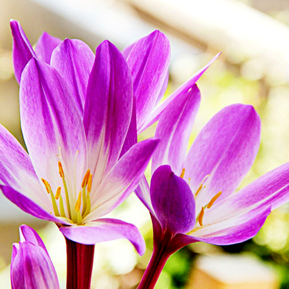 Speciosum