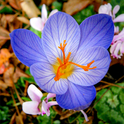 Speciosus