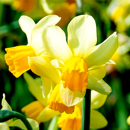 Spring Sunshine