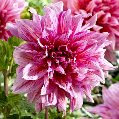 Striped Emory Paul