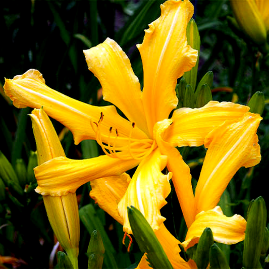 Summer Star