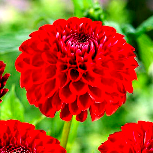 Sunny Boy Red