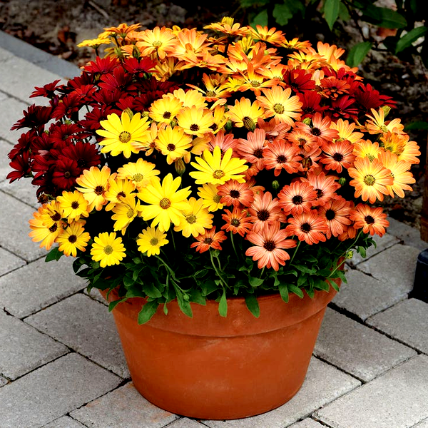 Sunset Shades Osteospermum Seeds