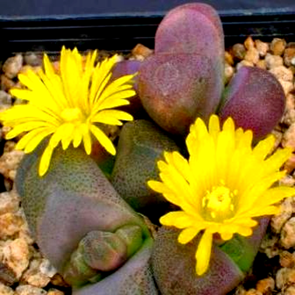 Tanquana hilmarii