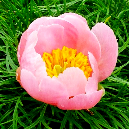 Tenuifolia Rosea