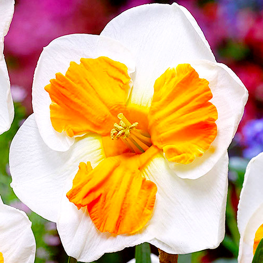 Tricollet