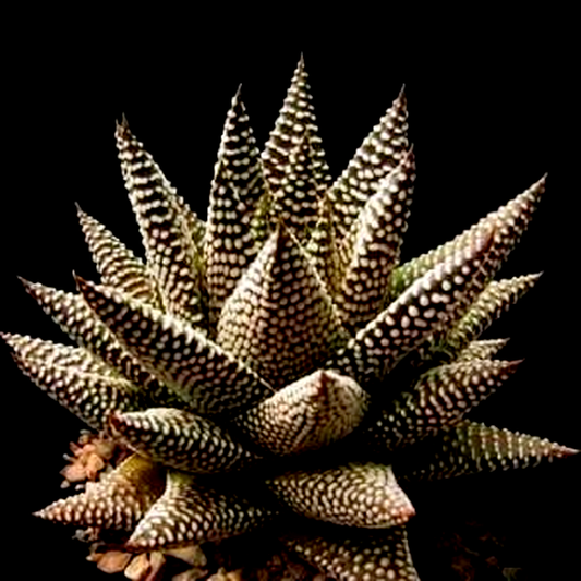 Tulista minima