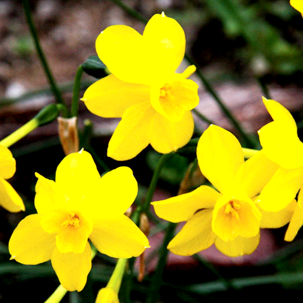 Twinkling Yellow