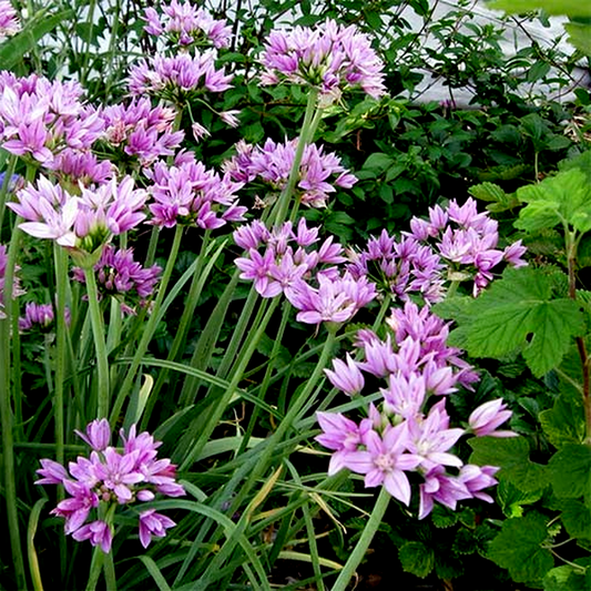 Unifolium