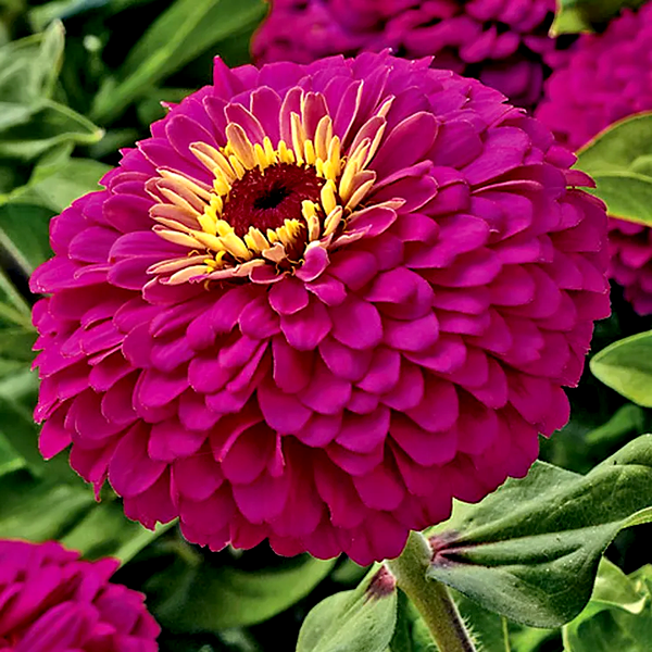 Uproar™ Rose Hybrid Zinnia Seeds