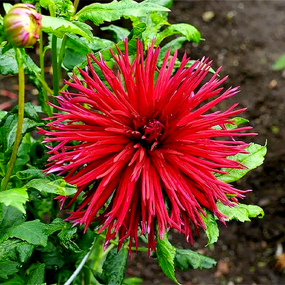 Urchin