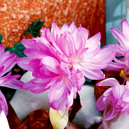 Waterlily