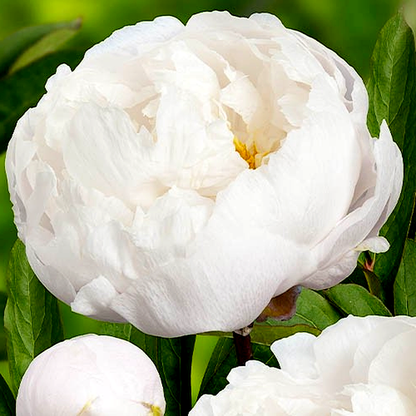 White Grace