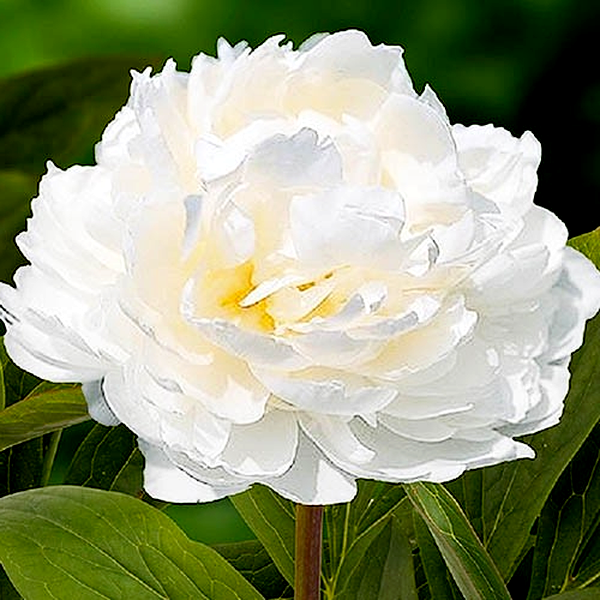White Ivory