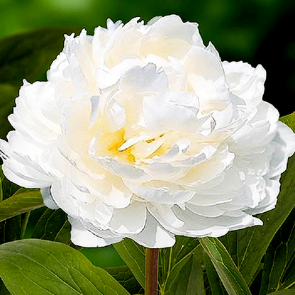 White Ivory