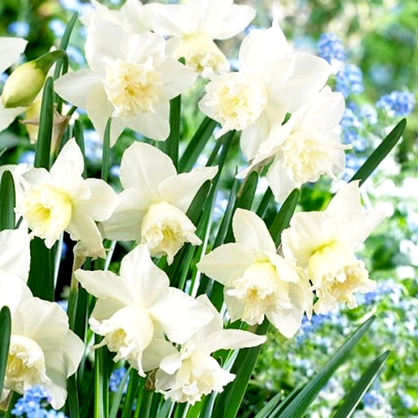 White Marvel
