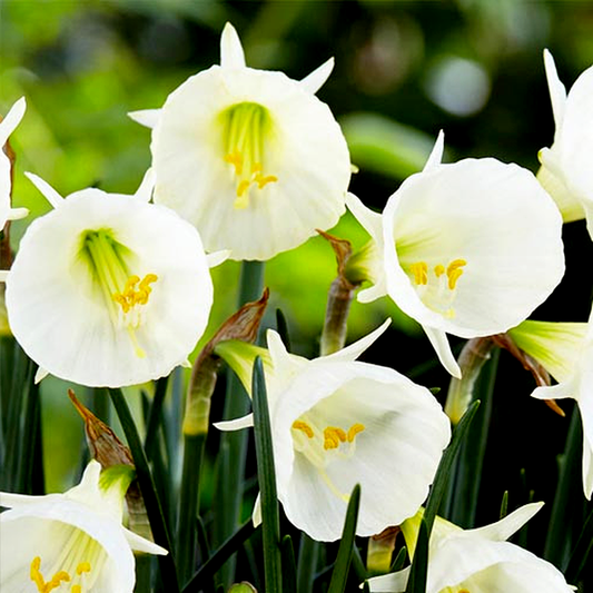 White Petticoat