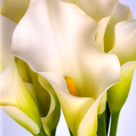 White Present