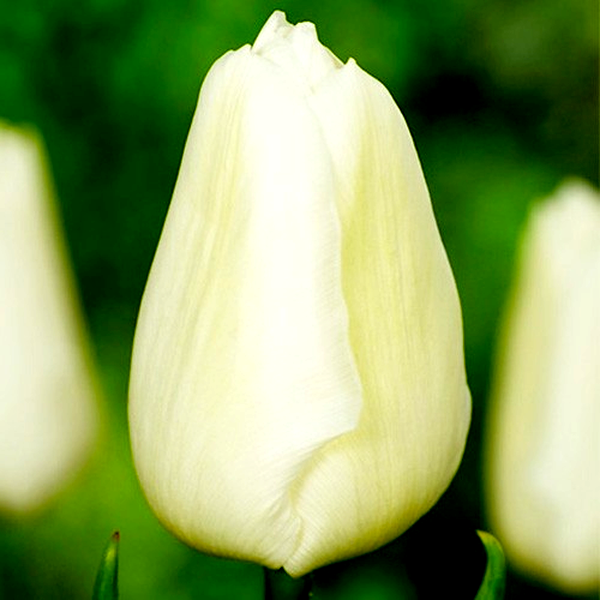 White Prince