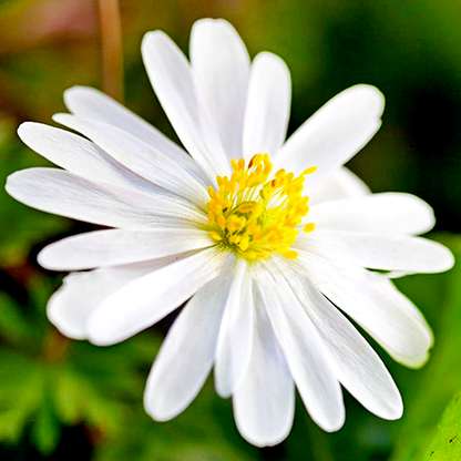 White Splendour
