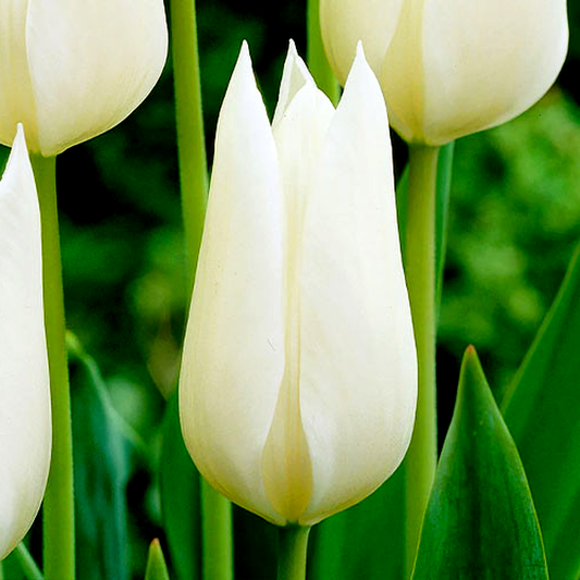 White Triumphator