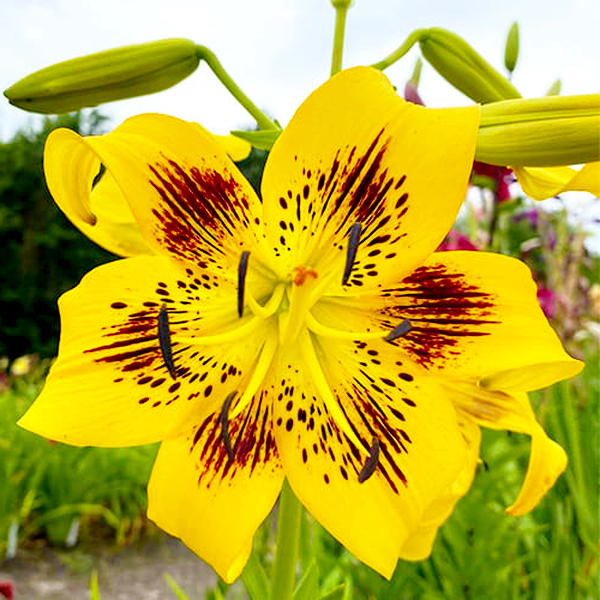Yellow Bruse