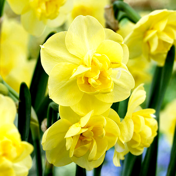 Yellow Cheerfulness
