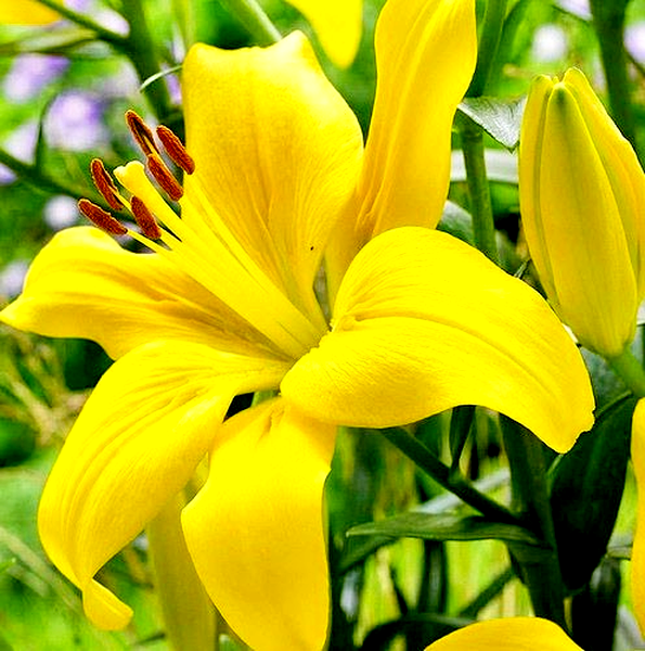Yellow County