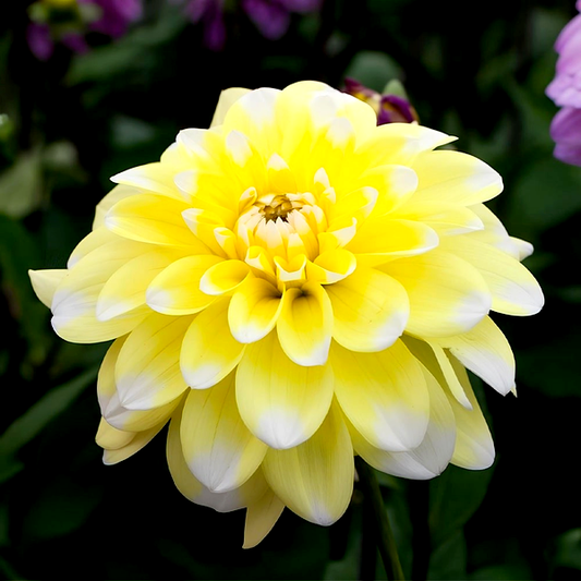 Yellow Perception