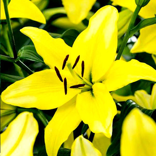 Yellow Power