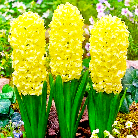 Yellow Queen