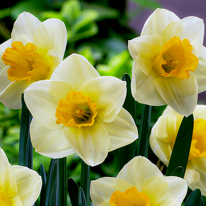 Yellow Salome