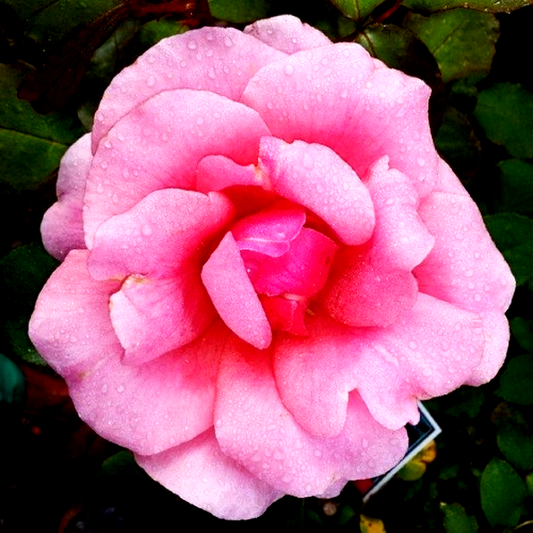 Zephrine Drouhin