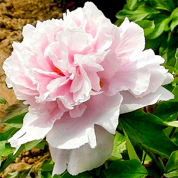 Zhaos Pink Zhao Fen