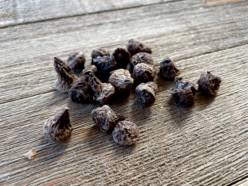 Hollandia