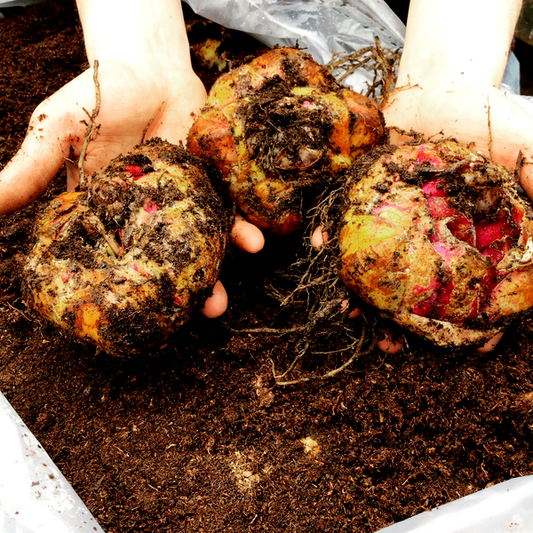 Njoyz