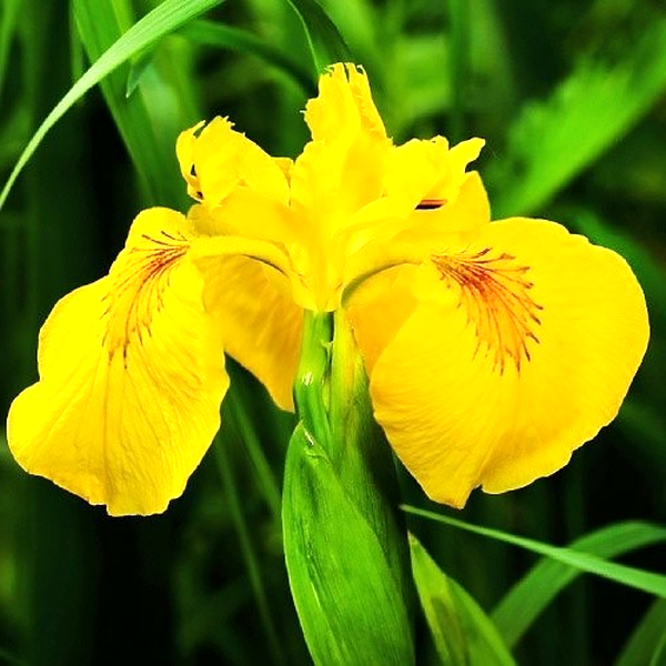 False Calamus