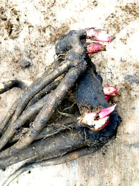 Pink Lemonade