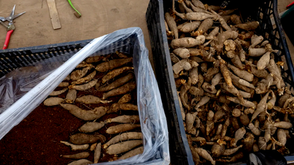 Trooper Dan